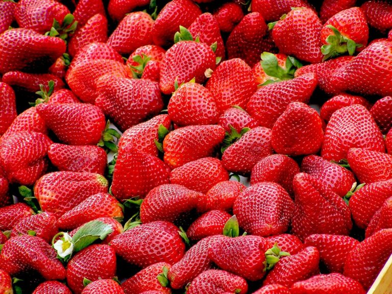 Lättodlat i sommar med jordgubbar